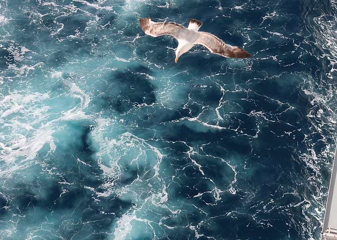 sea under bird