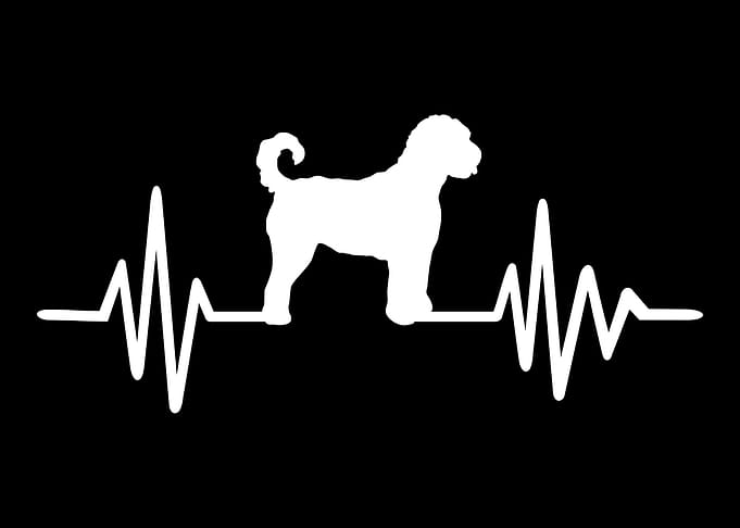 Goldendoodle