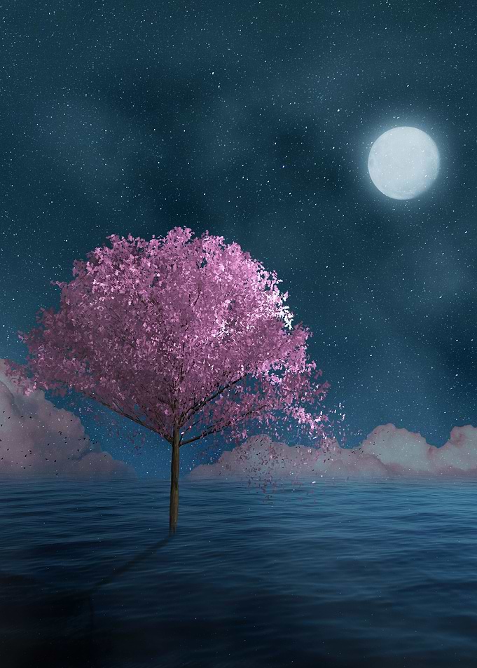 Bloom