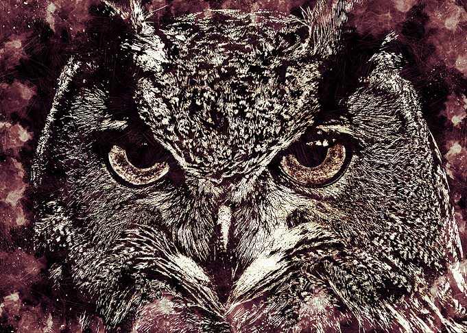Owl Sharp Eyes Art