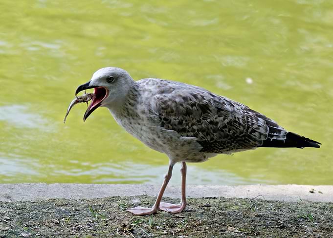 fish dead bird