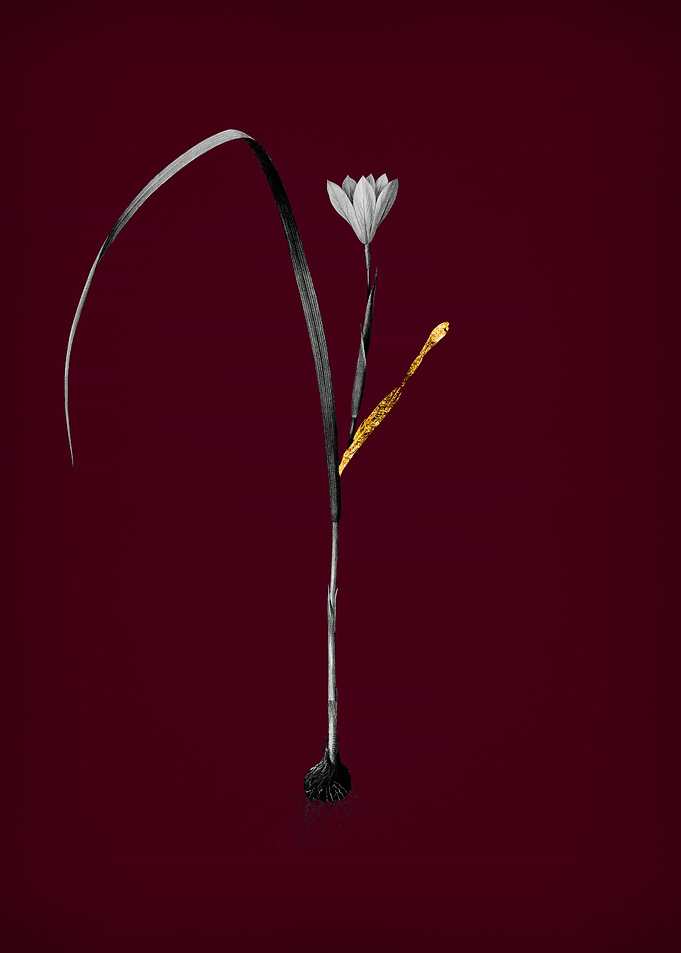 Cape Tulip on Crimson