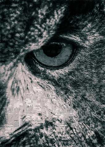 Owl Head to The Right
