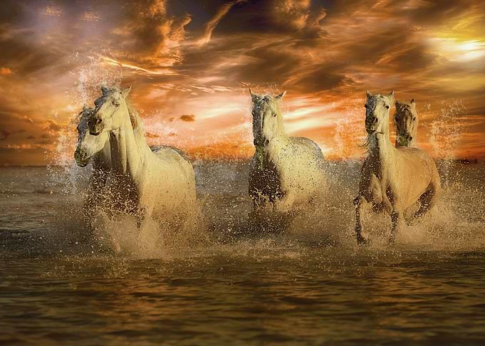 Horse At Sunset Beach