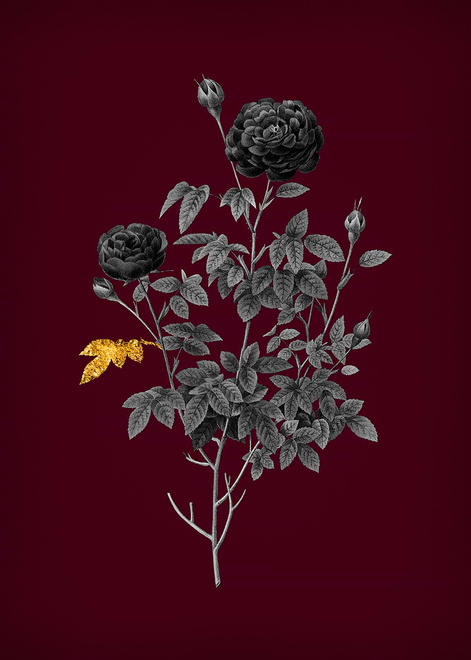 Cabbage Rose on Crimson