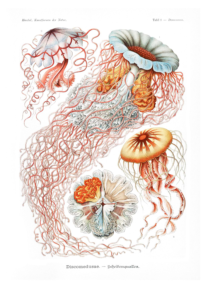 Discomedusae