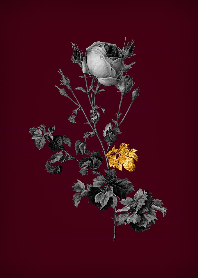 Celery Leaved Cabbage Rose
