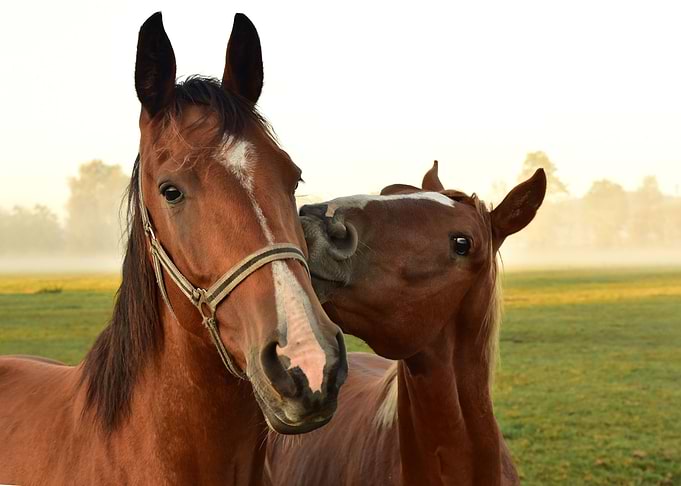 Kiss Me Honey Horses
