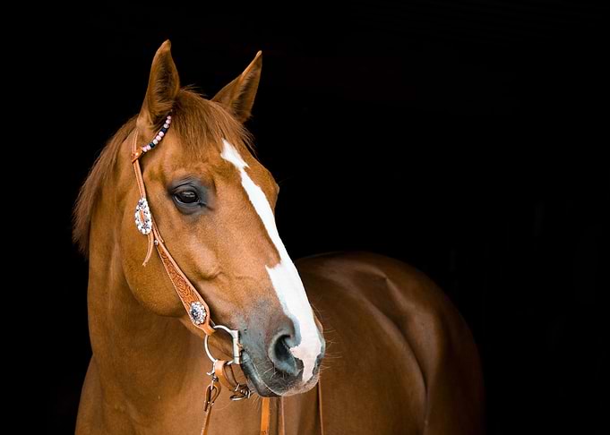 Fine Chestnut Horse