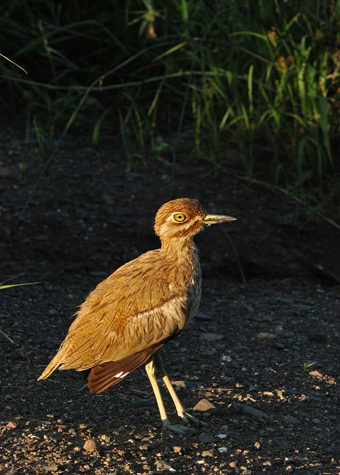 bird up