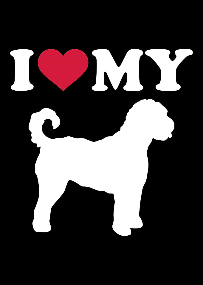 Goldendoodle