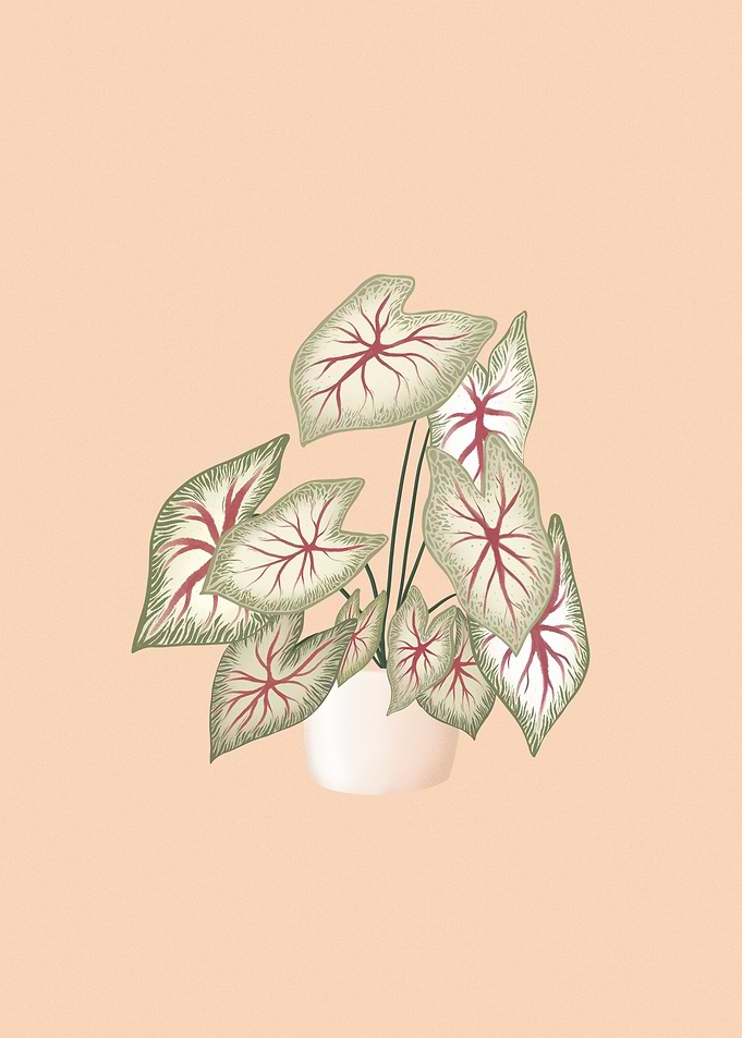 Caladium plant
