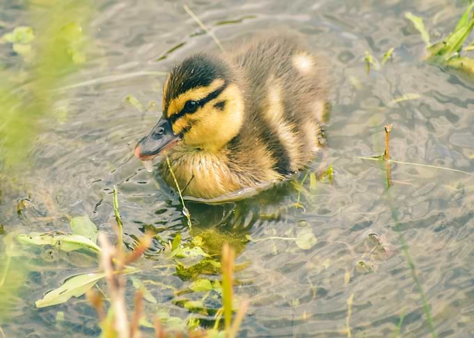 baby yellow