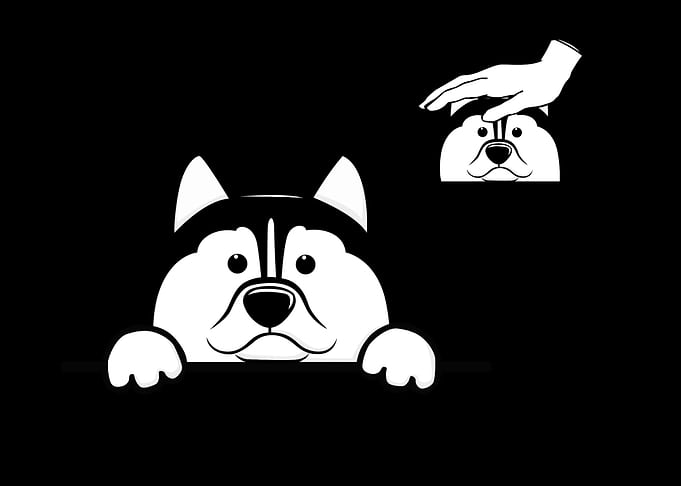 Siberian Husky Dog Owner
