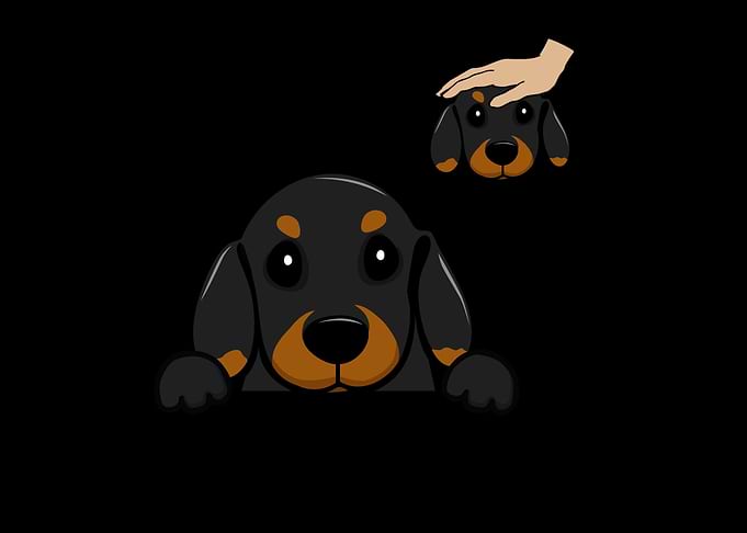 Dachshund Wiener Dog Pup