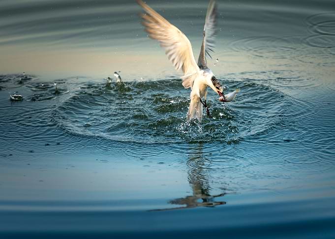 water eat animal