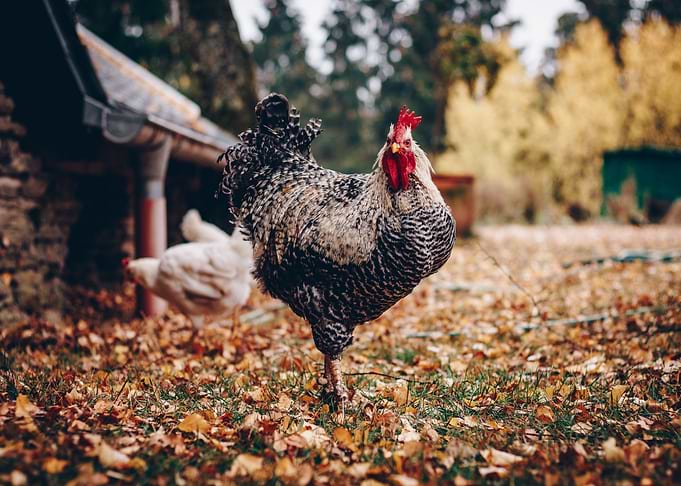female woman chicken
