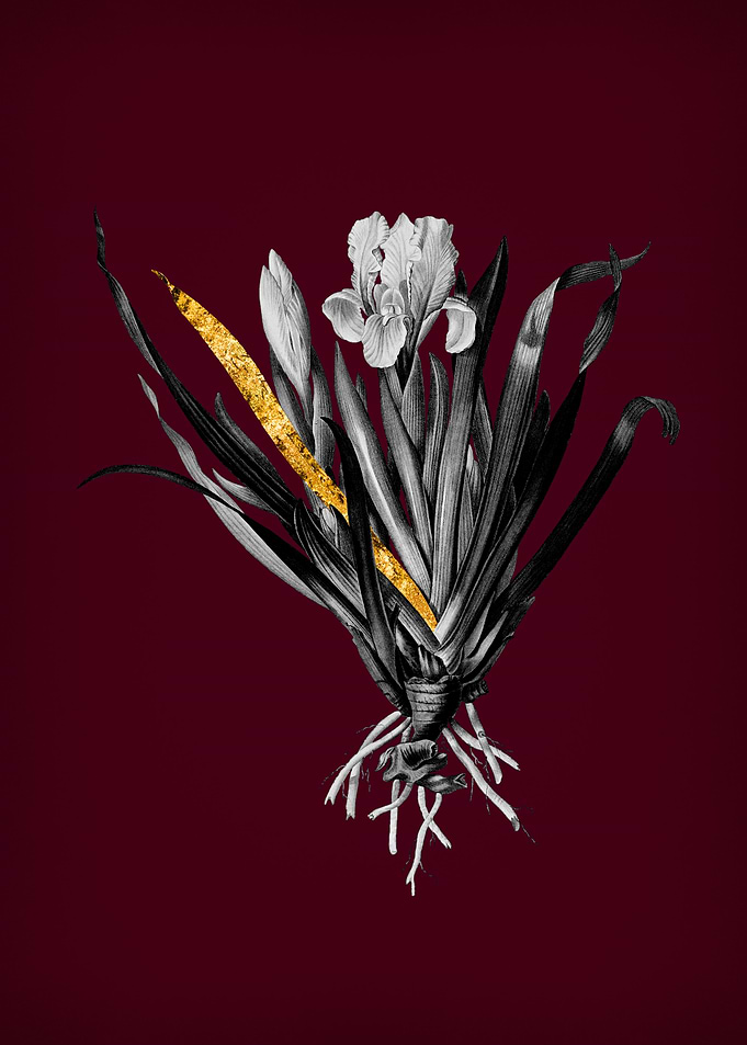 Crimean Iris on Crimson
