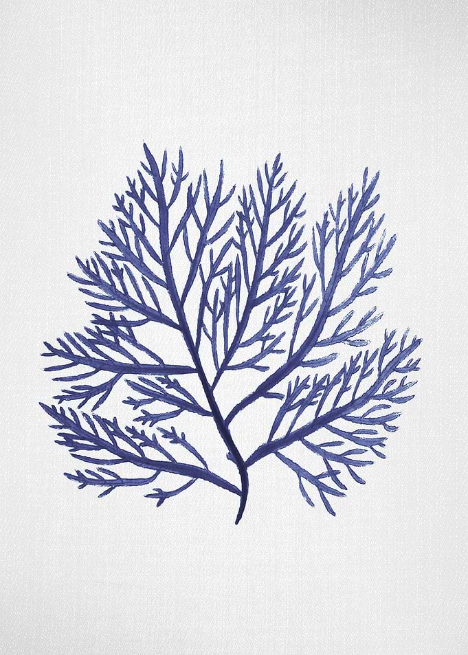Seaweed 9