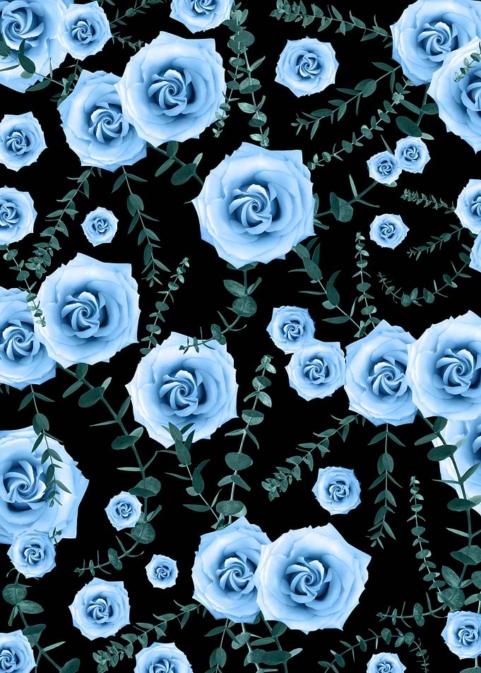 Night Rose Eucalyptus 3