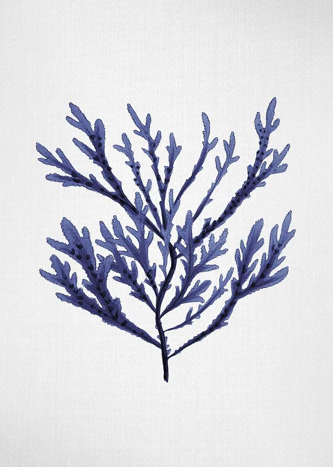 Seaweed 5