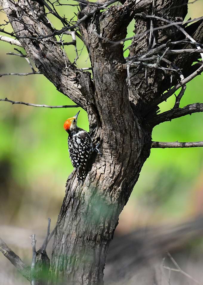 red tree bird