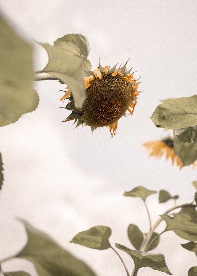 Harvest ready sunflower