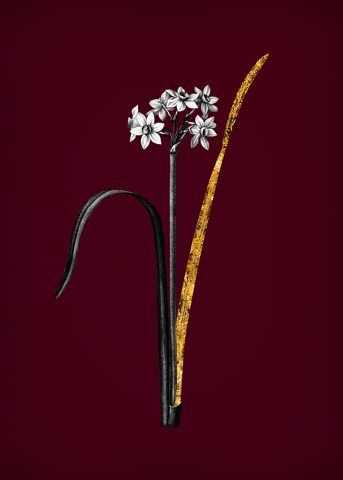 Daffodil on Crimson