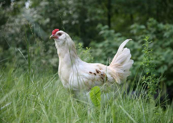 white man male chicken