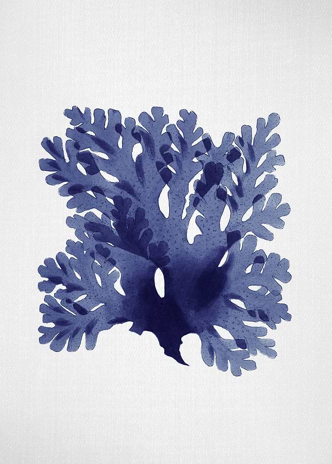 Seaweed 1