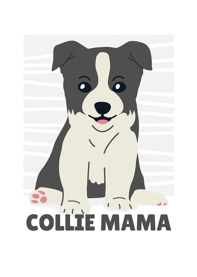 CUTE COLLIE