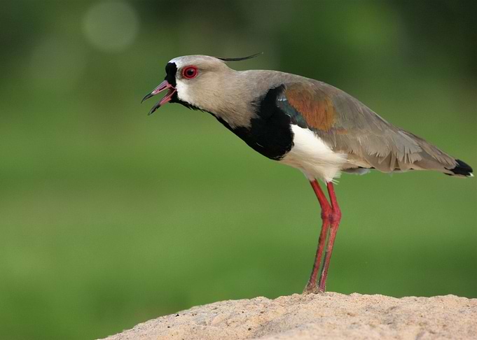 beautiful bird