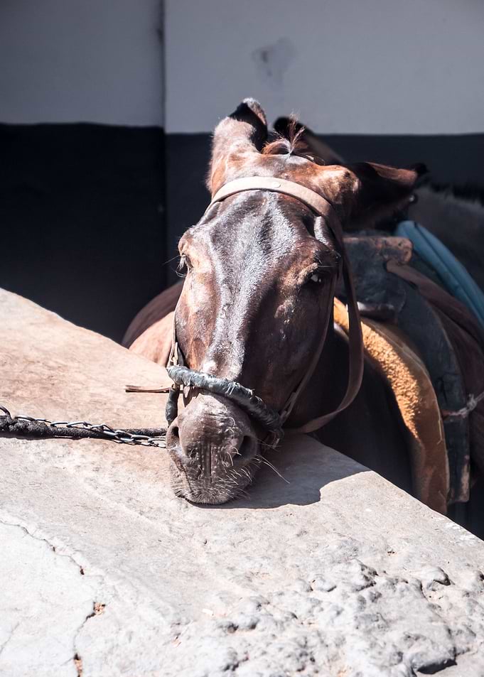 A tired donkey
