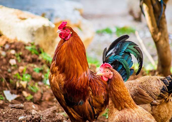 man woman chicken