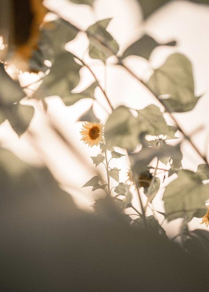 Daydreamer sunflower