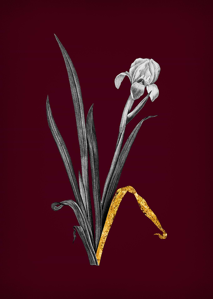 Crimean Iris on Crimson