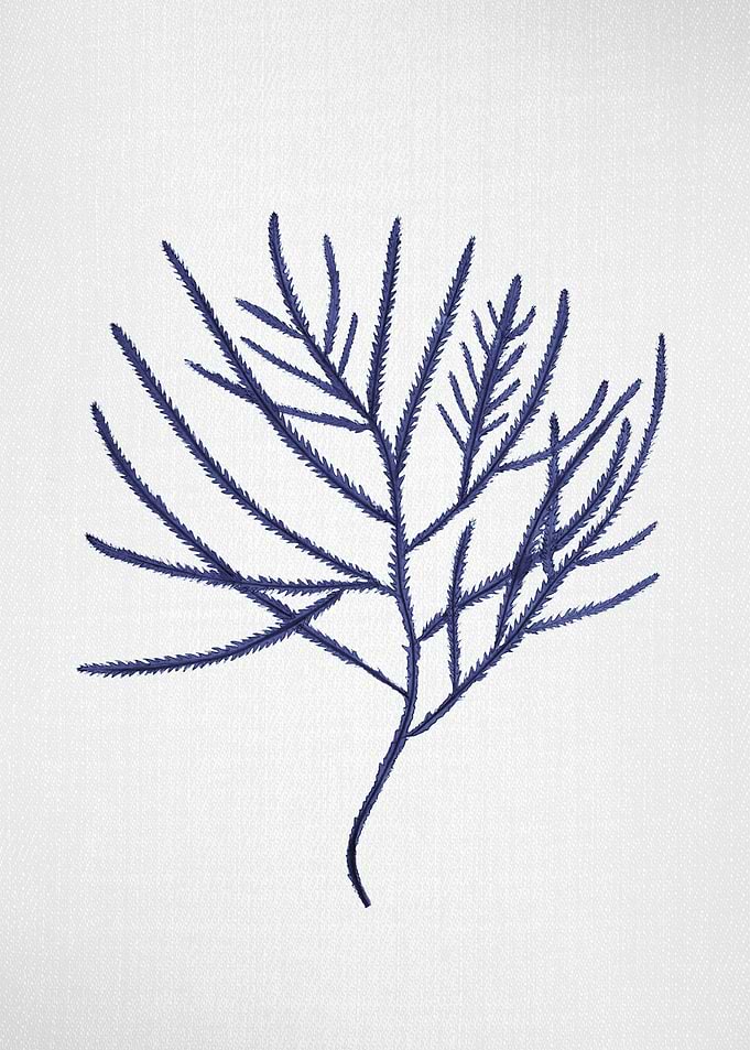 Seaweed 3