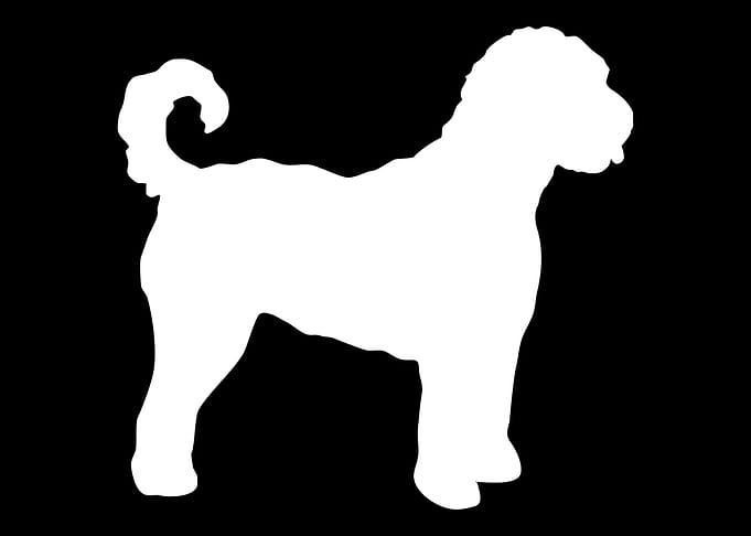 Goldendoodle