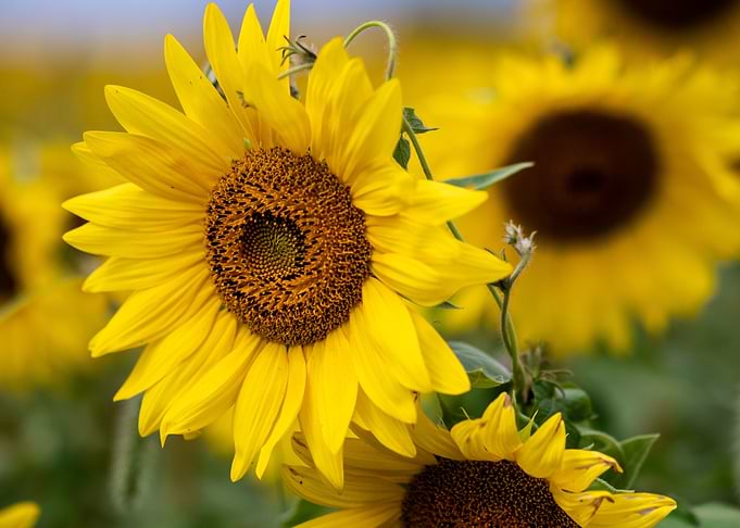 Sunflowers in a Field