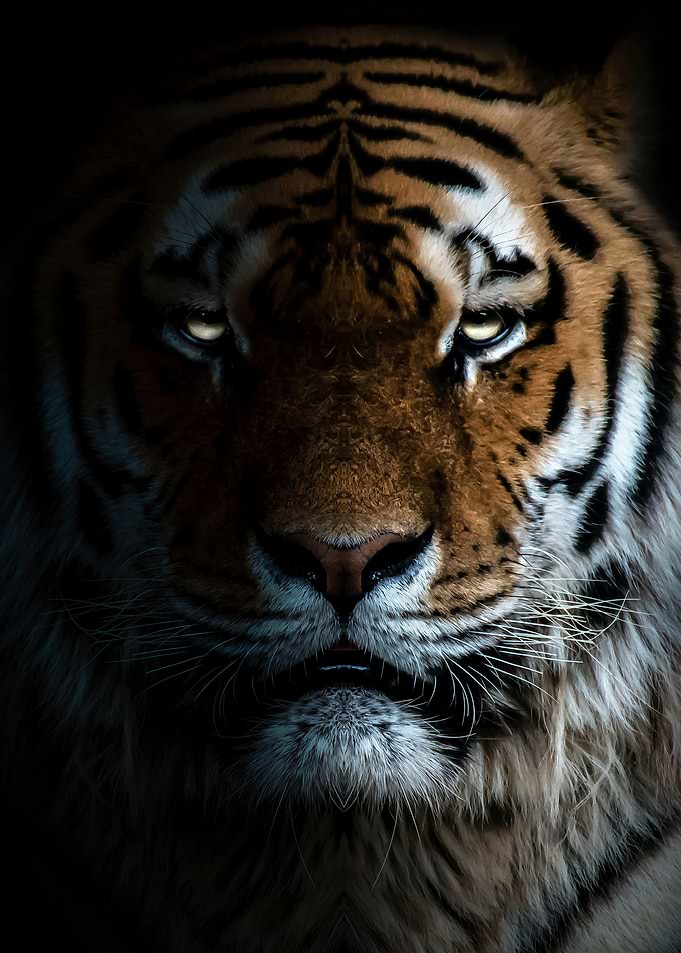wild tiger face poster