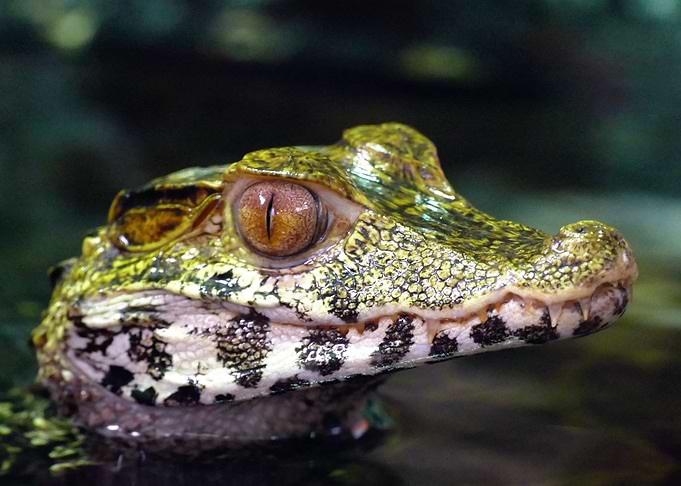 Caiman