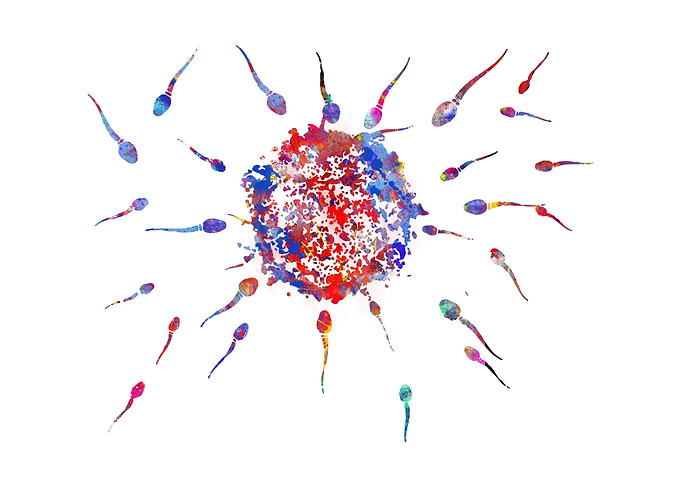 Sperms and eggs