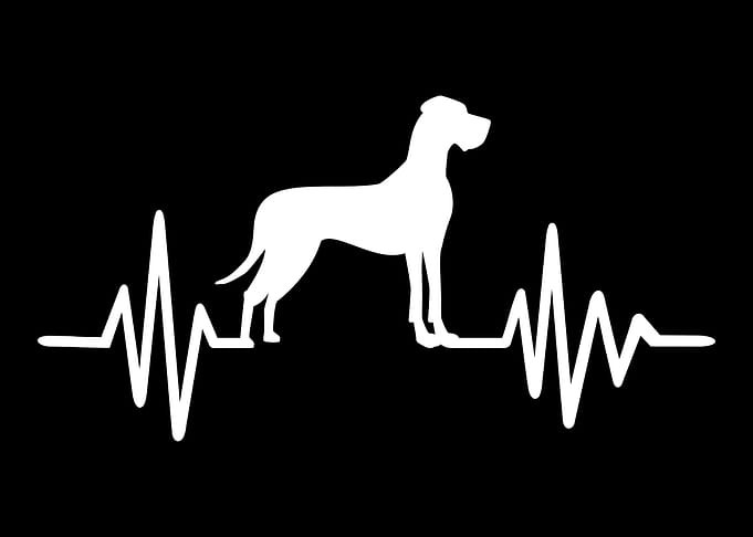 Great Dane