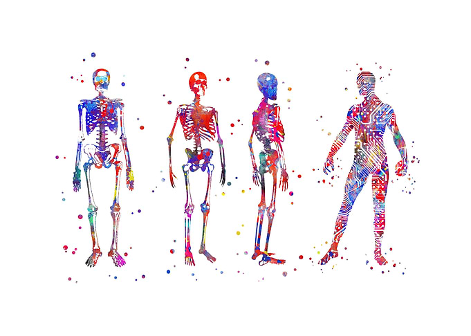 Skeleton