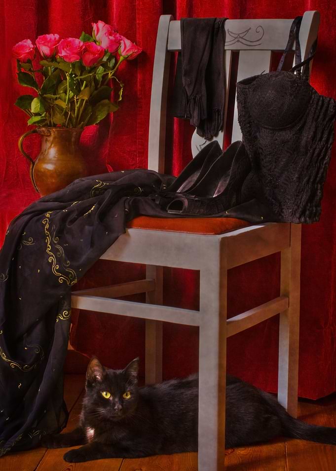 Black cat