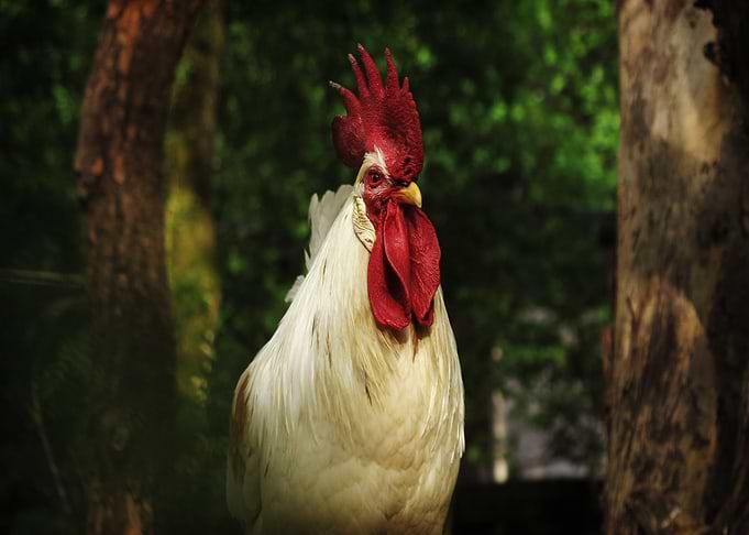 red white chicken