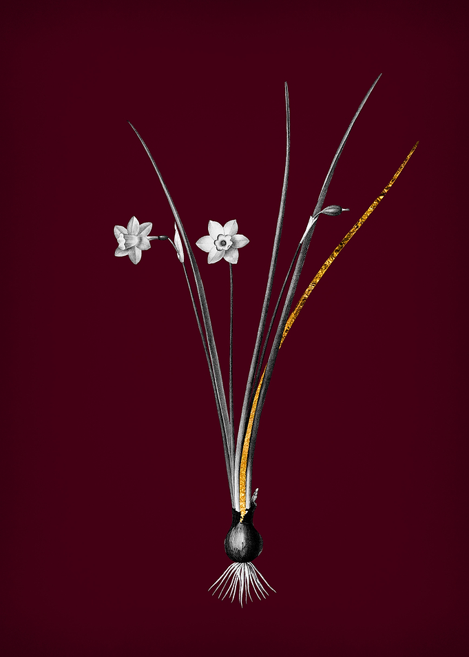 Daffodil on Crimson