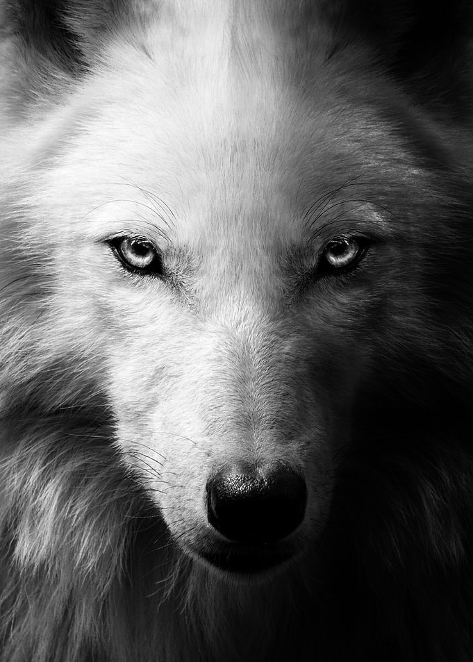 black wolf face red eyes