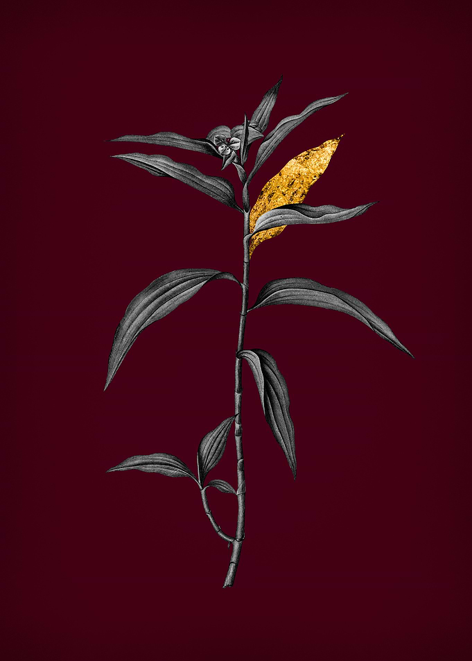 Dayflower on Crimson