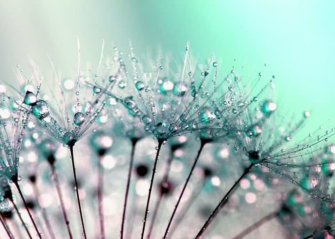 Dandelion Clock Droplets